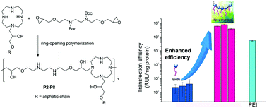 Graphical abstract: Amphiphilic polymers formed from ring-opening polymerization: a strategy for the enhancement of gene delivery