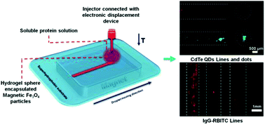 Graphical abstract: Flexible method for fabricating protein patterns on superhydrophobic platforms controlled by magnetic field