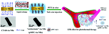 Graphical abstract: Zwitterionic gold nanorods: low toxicity and high photothermal efficacy for cancer therapy