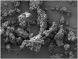 Graphical abstract: A novel botryoidal aramid fiber reinforcement of a PMMA resin for a restorative biomaterial