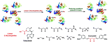 Graphical abstract: Rational design of reversible and irreversible cysteine sulfenic acid-targeted linear C-nucleophiles