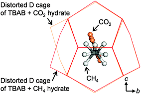 Graphical abstract: Selective occupancy of methane by cage symmetry in TBAB ionic clathrate hydrate