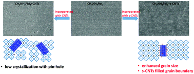 Graphical abstract: Enhancing the grain size of organic halide perovskites by sulfonate-carbon nanotube incorporation in high performance perovskite solar cells