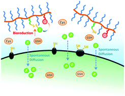Graphical abstract: POEGMA-based disulfide-containing fluorescent probes for imitating and tracing noninternalization-based intracellular drug delivery