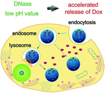 Graphical abstract: Conformational switch-mediated accelerated release of drug from cytosine-rich nucleic acid-capped magnetic nanovehicles