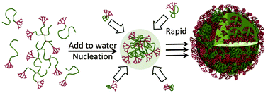 Graphical abstract: Role of highly branched, high molecular weight polymer structures in directing uniform polymer particle formation during nanoprecipitation