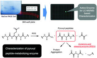 Graphical abstract: Discovery of a pyruvylated peptide-metabolizing enzyme using a fluorescent substrate-based protein discovery technique