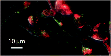 Graphical abstract: Lanthanide-based luminescence biolabelling