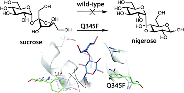 Graphical abstract: Synthesis of the rare disaccharide nigerose by structure-based design of a phosphorylase mutant with altered regioselectivity