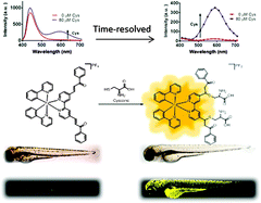 Graphical abstract: A long lifetime switch-on iridium(iii) chemosensor for the visualization of cysteine in live zebrafish