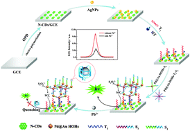 Graphical abstract: In situ electro-polymerization of nitrogen doped carbon dots and their application in an electrochemiluminescence biosensor for the detection of intracellular lead ions