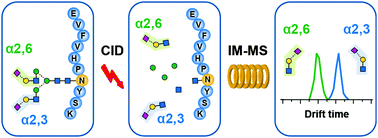 Graphical abstract: Distinguishing N-acetylneuraminic acid linkage isomers on glycopeptides by ion mobility-mass spectrometry