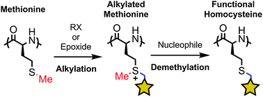 Graphical abstract: Chemoselective synthesis of functional homocysteine residues in polypeptides and peptides