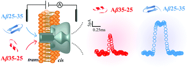 Graphical abstract: Single molecule study of initial structural features on the amyloidosis process