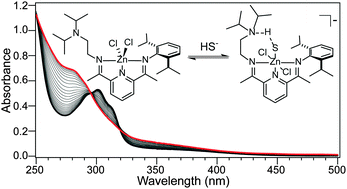 Graphical abstract: Stabilization of a Zn(ii) hydrosulfido complex utilizing a hydrogen-bond accepting ligand