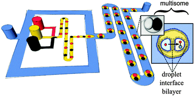 Graphical abstract: Microfluidic generation of encapsulated droplet interface bilayer networks (multisomes) and their use as cell-like reactors