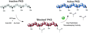 Graphical abstract: Acyl hydrolases from trans-AT polyketide synthases target acetyl units on acyl carrier proteins