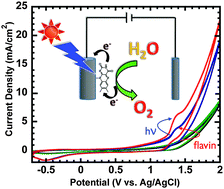 Graphical abstract: Flavin-sensitized electrode system for oxygen evolution using photo-electrocatalysis