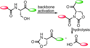 Graphical abstract: Site-selective chemical cleavage of peptide bonds