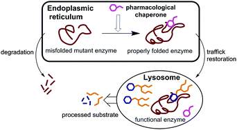 Graphical abstract: Glycomimetic-based pharmacological chaperones for lysosomal storage disorders: lessons from Gaucher, GM1-gangliosidosis and Fabry diseases