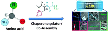 Graphical abstract: Chaperone gelator for the chiral self-assembly of all proteinogenic amino acids and their enantiomers