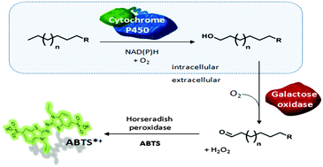 Graphical abstract: Whole-cell microtiter plate screening assay for terminal hydroxylation of fatty acids by P450s