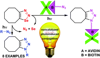 Graphical abstract: Study and application of noncatalyzed photoinduced conjugation of azides and cycloocta-1,2,3-selenadiazoles