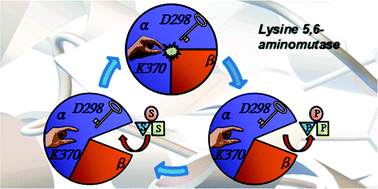 Graphical abstract: The molecular mechanism of the open–closed protein conformational cycle transitions and coupled substrate binding, activation and product release events in lysine 5,6-aminomutase