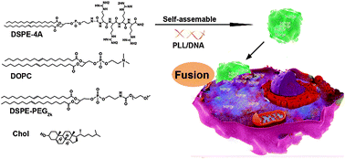 Graphical abstract: One-step gene delivery into the cytoplasm in a fusion-dependent manner based on a new membrane fusogenic lipid