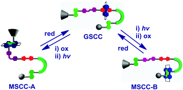 Graphical abstract: A tristable [2]rotaxane that is doubly gated by foldamer and azobenzene kinetic barriers