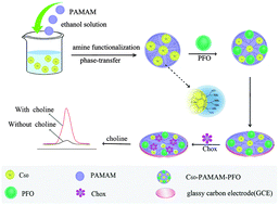 Graphical abstract: Anodic electrogenerated chemiluminescence behavior and the choline biosensing application of blue emitting conjugated polymer dots