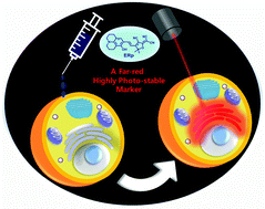 Graphical abstract: A far-red, photo- and bio-stable fluorescent marker selective to the endoplasmic reticulum and its application to tunicamycin-treated HeLa cells