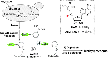 Graphical abstract: In vivo protein allylation to capture protein methylation candidates