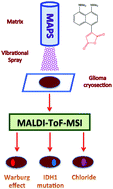 Graphical abstract: Maleic anhydride proton sponge as a novel MALDI matrix for the visualization of small molecules (<250 m/z) in brain tumors by routine MALDI ToF imaging mass spectrometry