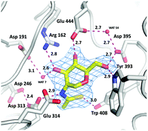 Graphical abstract: N-Acetyl glycals are tight-binding and environmentally insensitive inhibitors of hexosaminidases