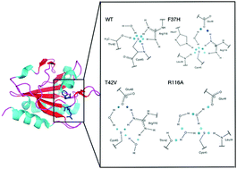 Graphical abstract: The active site architecture in peroxiredoxins: a case study on Mycobacterium tuberculosis AhpE