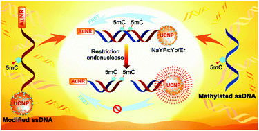 Graphical abstract: Sequence-specific detection of cytosine methylation in DNA via the FRET mechanism between upconversion nanoparticles and gold nanorods