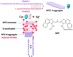 Graphical abstract: Reversible regulation of the supramolecular chirality of a cyanine dye by using the G-quadruplex structure as a template