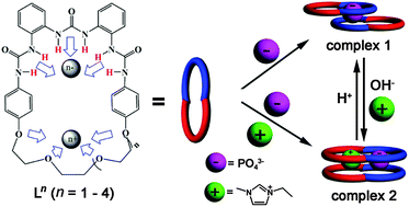 Graphical abstract: Sandwich phosphate complexes of macrocyclic tris(urea) ligands and their rotation around the anion