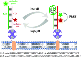 Graphical abstract: A cell-surface-anchored ratiometric i-motif sensor for extracellular pH detection