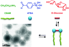 Graphical abstract: Self-assembly of a “double dynamic covalent” amphiphile featuring a glucose-responsive imine bond