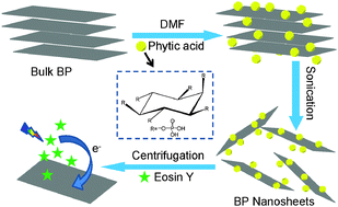 Graphical abstract: Preparation of large size, few-layer black phosphorus nanosheets via phytic acid-assisted liquid exfoliation