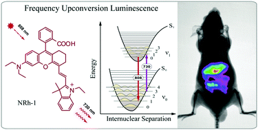 Graphical abstract: Near-infrared in vivo bioimaging using a molecular upconversion probe