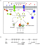 Graphical abstract: Cyclic dinucleotide (c-di-GMP, c-di-AMP, and cGAMP) signalings have come of age to be inhibited by small molecules