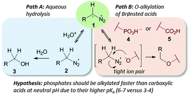 Graphical abstract: The pKa of Brønsted acids controls their reactivity with diazo compounds
