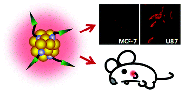 Graphical abstract: Active tumor-targeting luminescent gold clusters with efficient urinary excretion