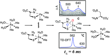 Graphical abstract: An iron–oxygen intermediate formed during the catalytic cycle of cysteine dioxygenase