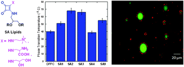 Graphical abstract: Phosphate bioisostere containing amphiphiles: a novel class of squaramide-based lipids