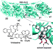 Graphical abstract: Fluorescent vinblastine probes for live cell imaging