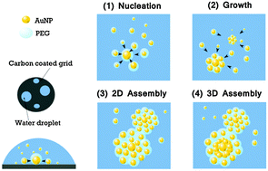 Graphical abstract: Self-assembly of PEGylated gold nanoparticles with satellite structures as seeds